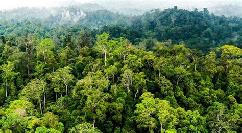 3 Contoh Hutan Konservasi di Indonesia Beserta Ciri-ciri dan Manfaatnya ...