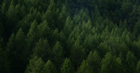 Green Trees in Forest · Free Stock Photo