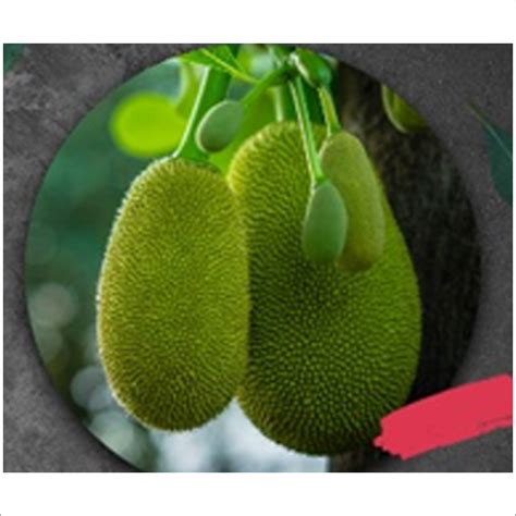 Round Green Unripe Jackfruit at Best Price in Sindhudurg | Kokan Foods And Spices