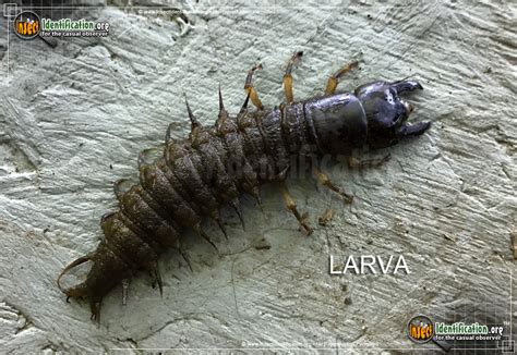 Dobsonfly Larvae