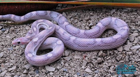 Lavender Corn Snake | Animal ♡ Love | Pinterest