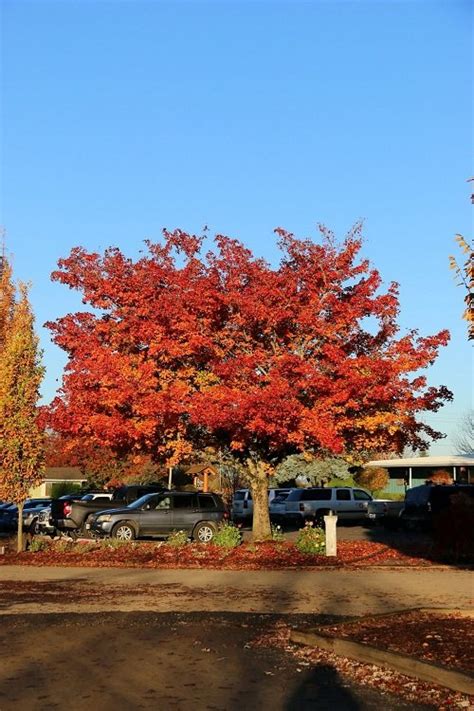 Pacific Sunset Maple Tree Growing Guide | Balcony Garden Web