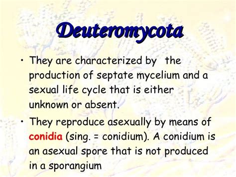 Deuteromycota