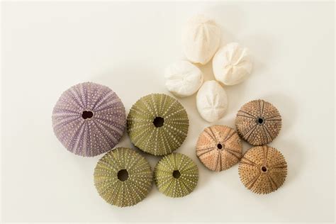 What is the Difference between Sea Urchins and Sand Dollars? - Natural History Curiosities