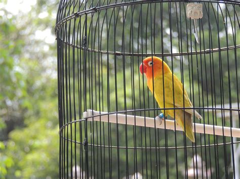 Interesting Facts About Sun Conures