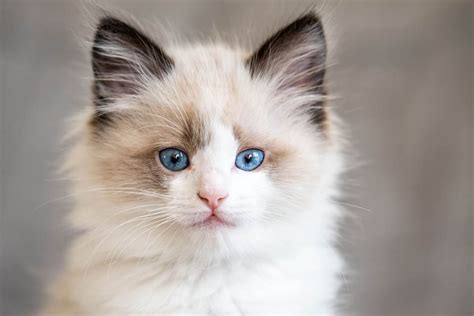 Ragdoll Cat Breed Profile | Cat-World