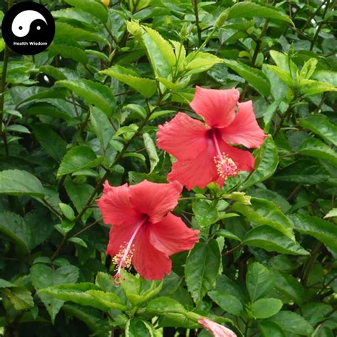 Buy China Rose Hibiscus Tree Seeds 120pcs Plant Chinese Rose Mallow Zhu ...