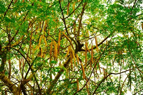 File:The tree and seedpods of Moringa oleifera.JPG - Wikimedia Commons