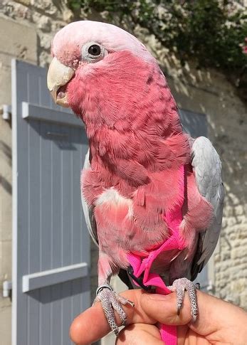 Northern Parrots - Thank you to everyone who has sent us pictures of ...