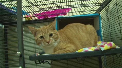 Blount Co. animals in need of forever homes | wbir.com