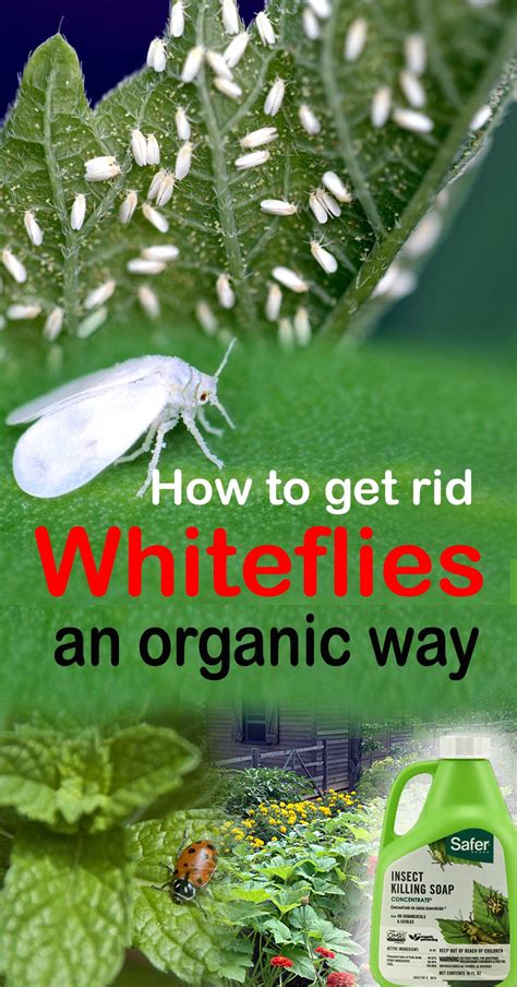 How to get rid Whitefly an organic way | Organic control of Whiteflies