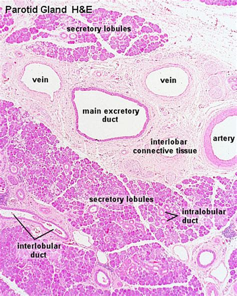 File:Parotid gland histology 01.jpg - Embryology