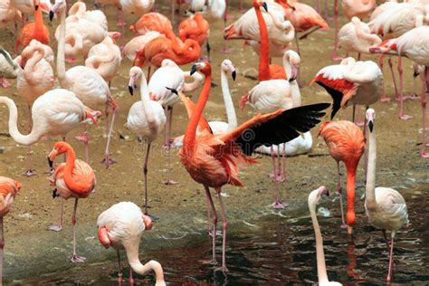 Flocks of flamingos stock photo. Image of bird, natural - 106956034