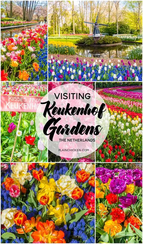 Keukenhof Gardens - Tulip Heaven in the Netherlands - Plain Chicken