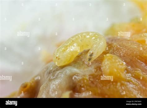 Mediterranean fruit fly larvae (Ceratitis capitata Stock Photo - Alamy