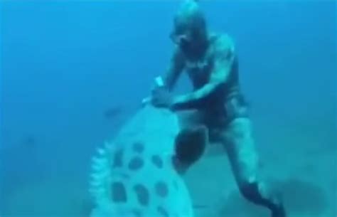 Giant Goliath Grouper Attacks Diver While Spearfishing [Video] - Red ...