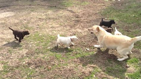 You Will Love These Labrador Puppies Playing With Mother - Dog Blab