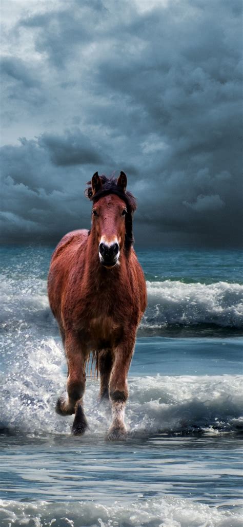 Running Horse iPhone Wallpapers - Wallpaper Cave