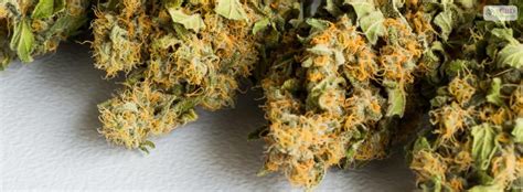 Critical mass strain: Everything You Need to Know And More!