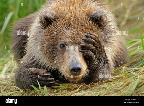 Angry Grizzly Bear Face