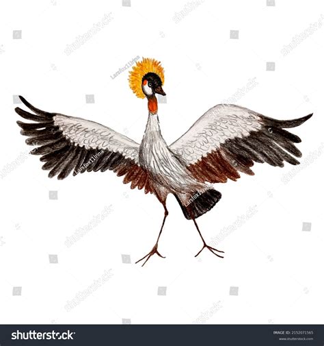 Crested Crane Illustration Isolated Pencil Drawing Stock Illustration 2152071565 | Shutterstock