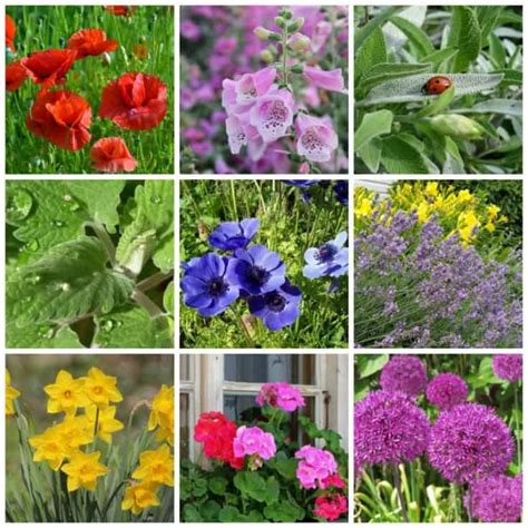 These 10 Deer Resistant Perennials Are Beautiful, Aromatic And Critter-Proof