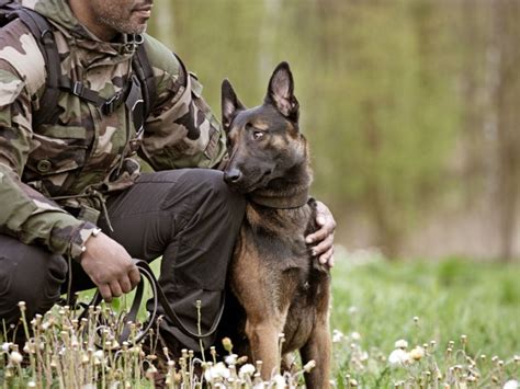 What Breed Are Military Working Dogs