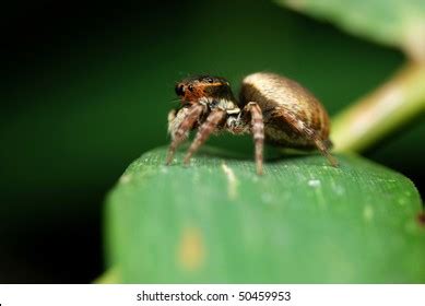 Side View Jumping Spider Resting On Stock Photo 50459953 | Shutterstock