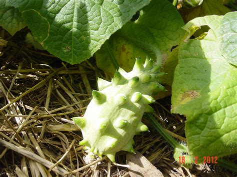 Forum: Is This Horned Melon