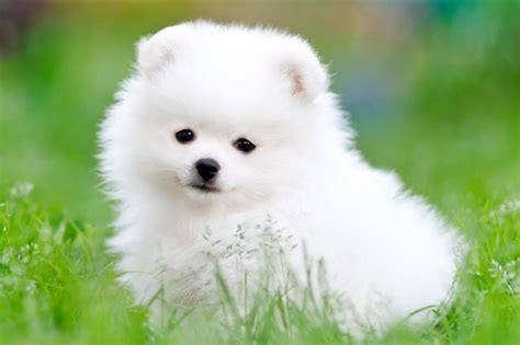 Meet the Pomeranian!