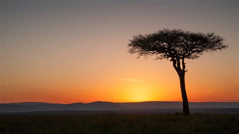 Tree at sunset in savanna landscape, Masai Mara National Reserve, Kenya | Windows Spotlight Images