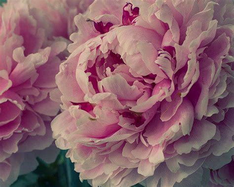 Peony Art Print, Pink Flower Photograph Wall Art - Etsy | Peony art, Floral prints art, Pink ...