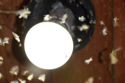 Do Solar Lights Attract Bugs? - Spheral Solar