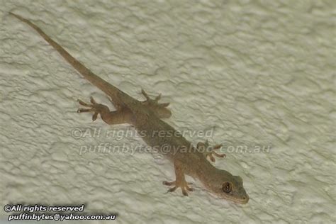 Japanese Gecko - Gekko japonicus | Japanese Gecko - Gekko ja… | Flickr