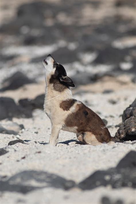 A Dog Howling · Free Stock Photo