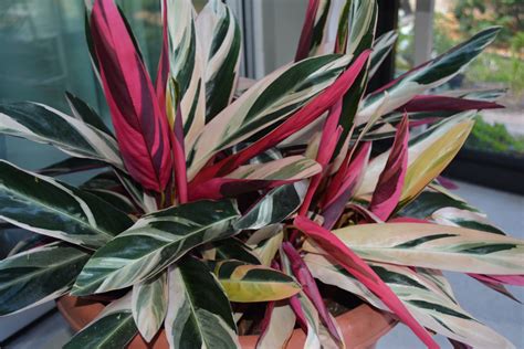 How to Prune Variegated Ginger - Dengarden