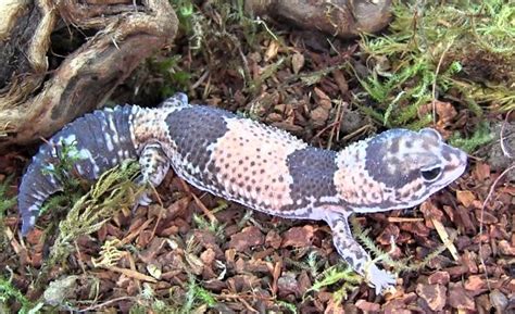 African Fat Tailed Gecko Facts and Pictures | Reptile Fact