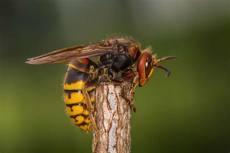 Asian Giant Hornets (or Killer Hornets) and How to Identify Them