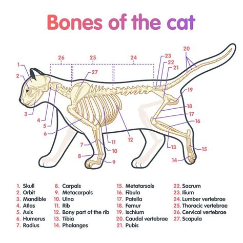 Labeled Diagram Of Cat Bones Free Printable