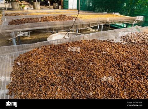 Drying of the coffee beans of the weasel coffee in Vietnam Stock Photo ...