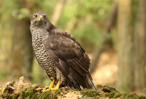 Glenn Vermeersch Natuurfotografie: Havik blijft komen!