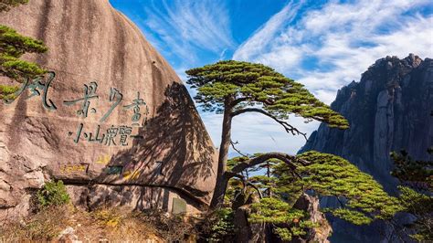 China's iconic pine tree to be digitalized - CGTN