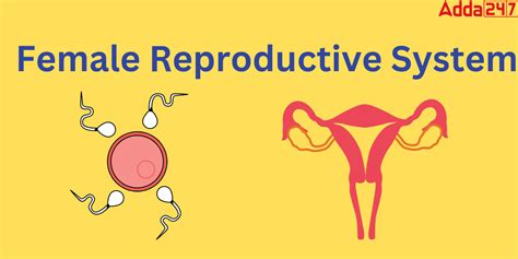 Female Reproductive System Parts and Functions and Diagram