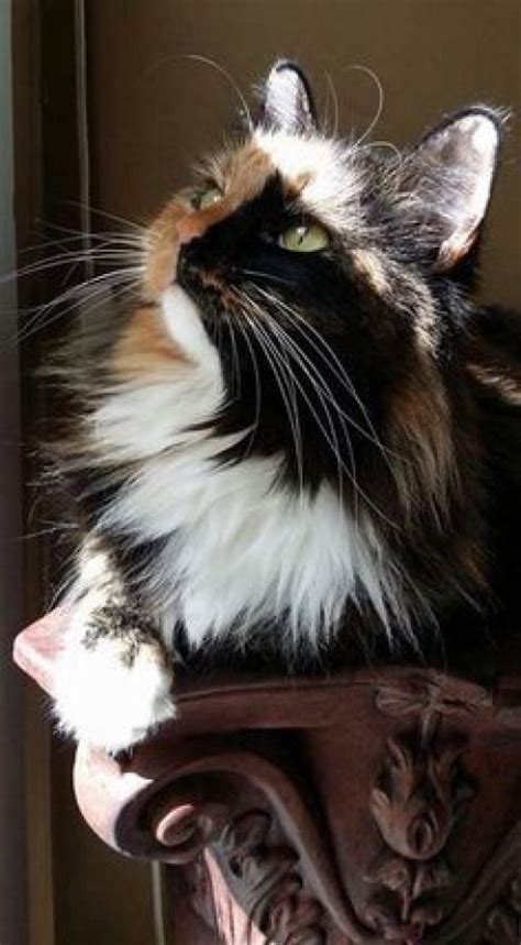 Most recent Photographs calico Ragdoll Cats Ideas | Pretty cats ...