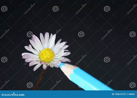 Artificially Fertilize Flowers To Produce Special Species Stock Image - Image of cultivated ...