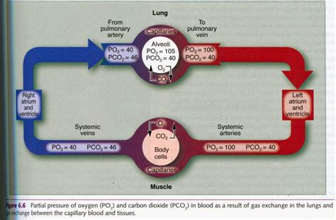 Respiratory Therapy Cave: Diffusion of oxygen from air to tissues