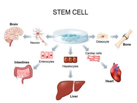 Different Types Of Cells