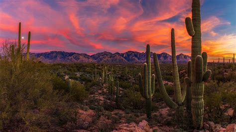 🔥 Download Saguaro National Monument Sunset Wallpaper At by @bjones43 ...