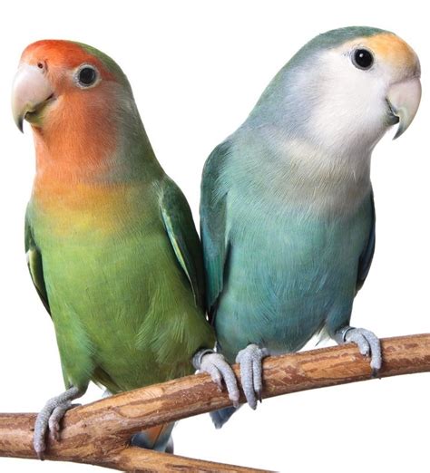 40 best Love Birds - small beauties! images on Pinterest | Parrots ...