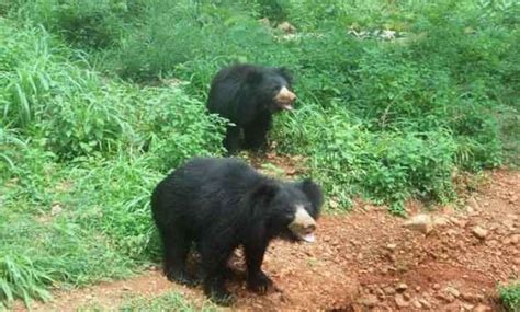 Project to restore habitat for sloth bears in Jessore | IndiaTV News ...